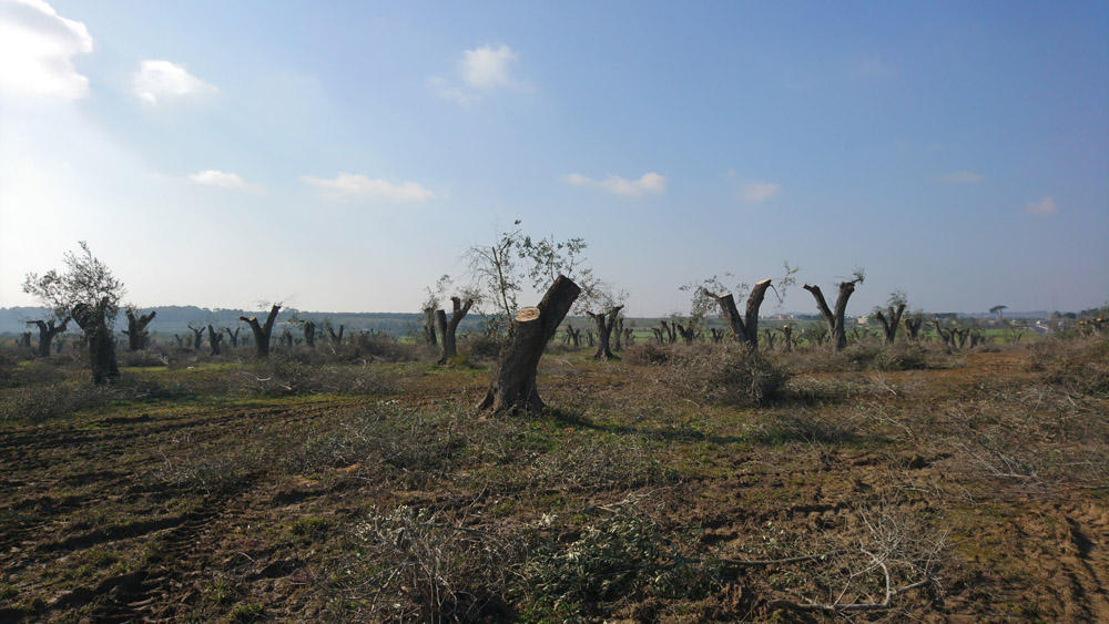 Xylella come “socio-fitopatologia”: gli altri mondi abitati dal batterio